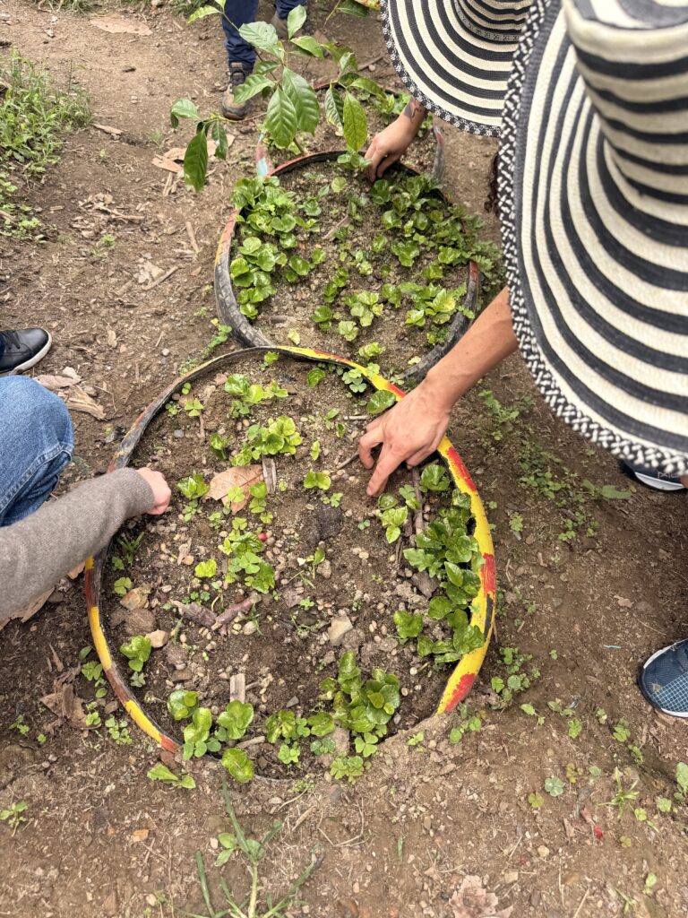 Hands of several people pointing to and planting small coffee seedlings in circular soil beds outdoors.